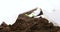 Closeup of woman`s hands in gloves planting a cabbage seedling in ground,