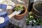 Closeup of a woman`s hands in gloves planting flowers violas in her sunny backyard in a plant pot with flowerpot earth kneeling