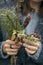 Closeup of woman`s hands holding original bunch of wild plants.