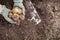 Closeup of woman`s hands with vegetables. Digging potatoes with shovel on the field from soil. Havest in autumn