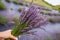 Closeup womans hand holding a bouquet of lavender Purple lavender meadow field on the background.