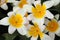 Closeup of wonderful  blooming white and yellow tulips in Holland