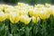 Closeup of wonderful  blooming yellow tulips in Holland