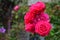 Closeup of wonderful bright pink roses with green leaves