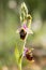 Closeup of a wonderful late spider-orchid - ophrys fuciflora - with a nice blurred background