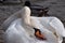 Closeup of a wonderful white swan in a river in Kassel, Germany