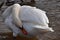 Closeup of a wonderful white swan in a river in Kassel, Germany