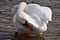 Closeup of a wonderful white swan in a river in Kassel, Germany