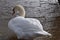 Closeup of a wonderful white swan in a river in Kassel, Germany