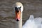 Closeup of a wonderful white swan swimming in a river in Kassel, Germany