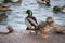 Closeup of Wood Ducks Couple