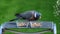 closeup wood pigeon
