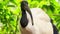 Closeup Wood Stork Large Bird against Green Plant