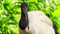 Closeup Wood Stork Large Bird against Green Plant