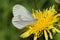 Closeup of the wood white butterfly, Leptidea sinapis sitting on a yellow dandelion flower