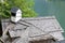 closeup wood wooden roof chimney tree lake