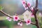 Closeup wooden house with hole in form of heart surrounded by pink flowering branches of spring peach trees