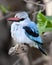 Closeup Woodland Kingfisher sitting in a tree