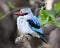 Closeup Woodland Kingfisher sitting in a tree