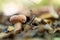 Closeup of a woolly milkcap mushroom (Lactarius torminosus)