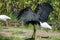 Closeup of a Woolly-necked stork or Ciconia Episcopus on dry land during daylight