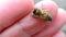 Closeup of worker bee on human finger