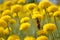 Closeup of Worker Bee in a Immortelle field