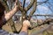 Closeup of a worker hand sawing a branch on a fruit tree. It`s spring and it`s a beautiful day in the orchard