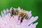 Closeup of a worker honeybee, Apis melifera, sipping nectar