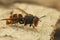 Closeup on a worker of the invasive Asian hornet pest species, Vespa velutina, a major threat for beekeeping