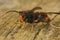 Closeup on a worker of the invasive Asian hornet pest species, Vespa velutina, a major threat for beekeeping