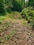 Closeup of the worn-down footpath at Bald Mountain Hiking Trail, Duck Mountain Provincial Park, Manitoba, Canada