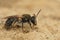 Closeup on a worn female Mellow miner, Andrena mitis sitting on the ground