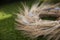 Closeup wreath of ears wheat