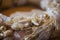 Closeup wreath of ears wheat