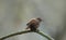 Closeup of a wren standing on a curving branch in the woods with blurred background