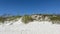 Closeup of the Wrightsville Beach dunes in the US