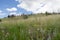 A closeup of Wyoming prairie grasses and flowers.