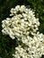 Closeup of yarrow blossom in the wild