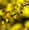 Closeup of yellow acacia buds in a bokeh background of flowers