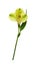 Closeup of yellow alstroemeria flower