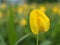 Closeup yellow Arachis duranensis flower with green blurred background