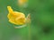 Closeup yellow Arachis glabrata flower in garden and soft focus and blurred for background ,nature background