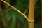 Closeup of yellow bamboo with natural bokeh background