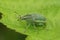 Closeup on a yellow banded leaf weevil, Chlorophanus viridis, sitting on a green leaf