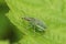 Closeup on a yellow banded leaf weevil, Chlorophanus viridis, sitting on a green leaf