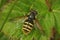 Closeup on a Yellow barred Peat hoverfly, sitting with it's open wings on a green leaf