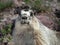 Closeup of a Yellow Bellied Marmot