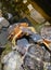 Closeup of yellow bellied slider water turtles trachemys scripta scripta in pond