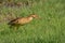 Closeup of a Yellow bittern or Australian Bittern captured walking on the green grass of a wetland